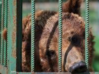 В Сочи медведи растерзали школьника