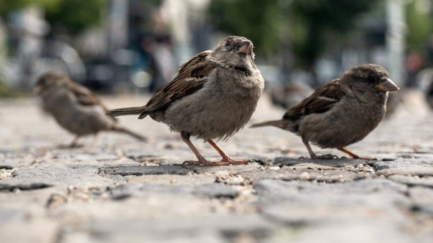 Улицы столицы Черногории усыпали тысячи мертвых воробьев  видео