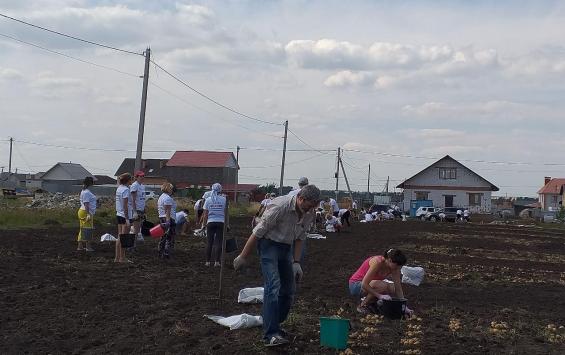 В Кукуевке убрали путинскую картошку