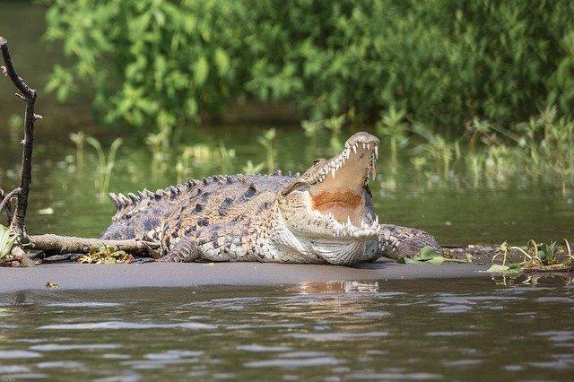 Индийский Доктор Смерть, скормивший крокодилам более 100 водителей, сбежал во время тюремного отпуска